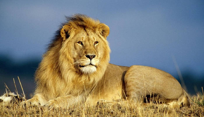 охота на африканских львов