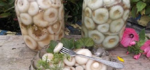 просто и вкусно посолить грузди