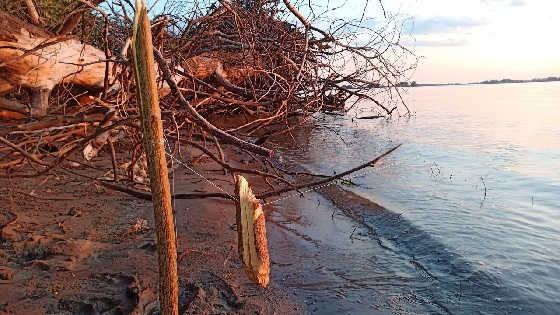 Ловля ДИКОГО САЗАНА на РЕЗИНКУ