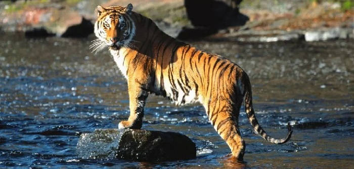 Тигры в опасности