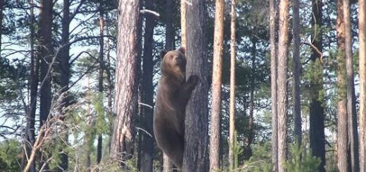 Внезапная встреча с Медведицей и тремя Медвежатами