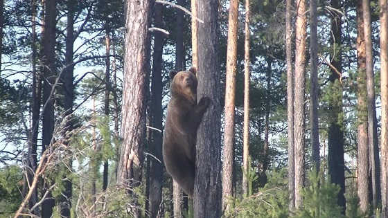 Внезапная встреча с Медведицей и тремя Медвежатами