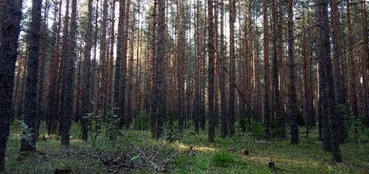 Кировские леса