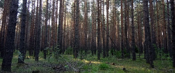 Кировские леса