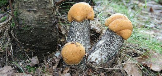 Виды осенних грибов