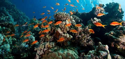 Подводный мир Оманского залива