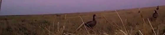 Охота на гуся в Казахстане, Костанайская область