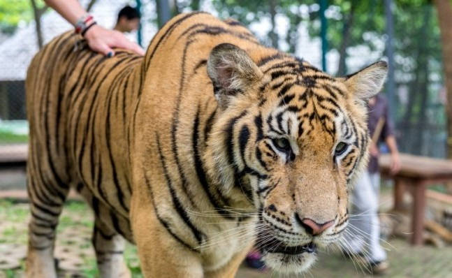 Королевство тигров на Пхукете