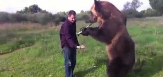 Медведь - лучший друг русского человека