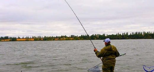 Сазаны на реке не дают ловить леща