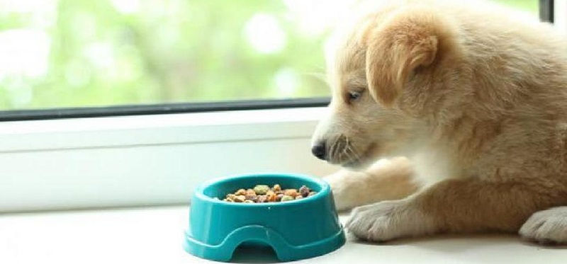 Собака не ест сухой корм. Что делать?