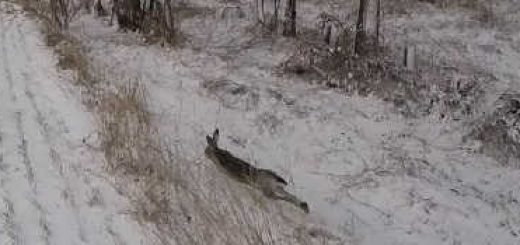 Охота на зайца По снегу с дратхааром
