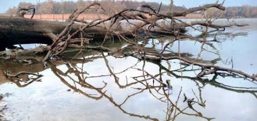 Рыбалка на КАРАСЯ в ЗАТОПЛЕННОМ ДЕРЕВЕ