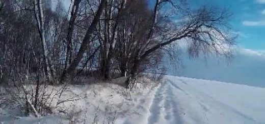 Охота на зайцев по первому снегу