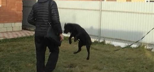 Как отучить собаку прыгать на людей