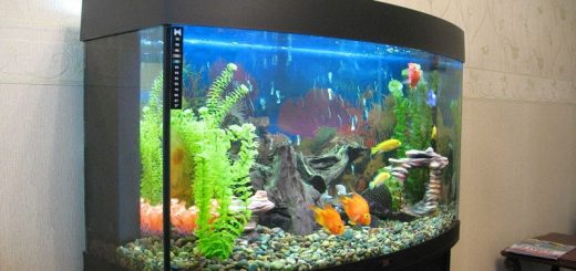 Домашний аквариум