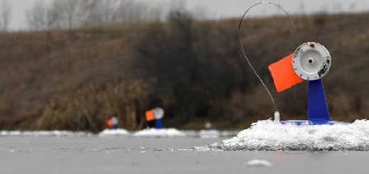 Оставил жерлицы на ночь без присмотра