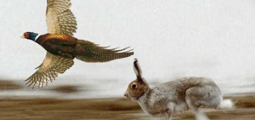 ОХОТА на зайца и фазана 2019