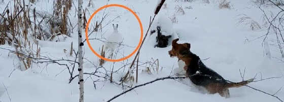 Охота на зайца с гончими по глубокому снегу