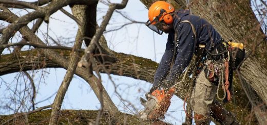 Удаление деревьев альпинистами CRAZYALP - это быстро и безопасно