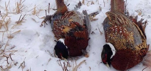 Зимняя охота на фазана 2019