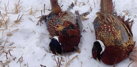 Зимняя охота на фазана 2019