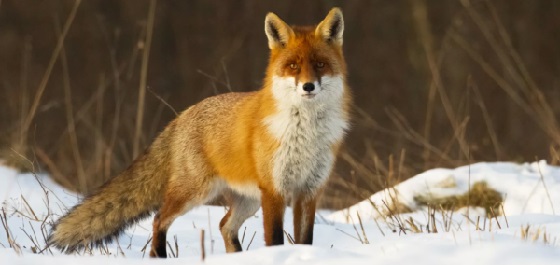 охота на лисицу с нарезным