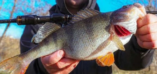 Ловля КРУПНОГО ОКУНЯ по холодной воде