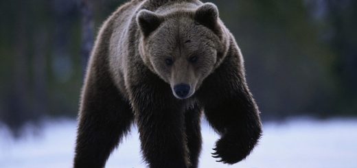Медведь - один из представителей животного мира России