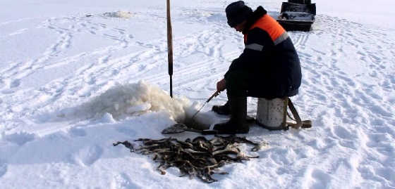 Рыбалка наваги зимой