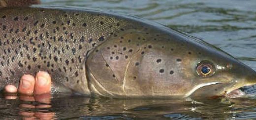Рыбалка на Алтае: таймень рвет леску