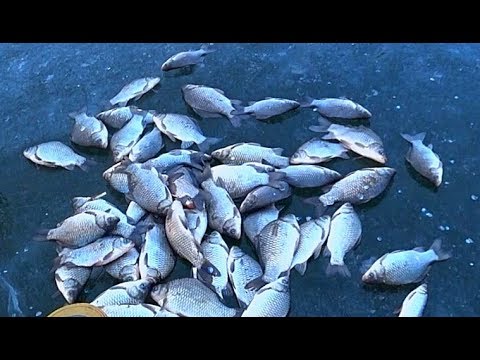 НАЛОВИЛ КАРАСЯ ЗИМОЙ