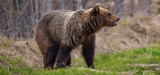 Добыча медведя в начале сезона