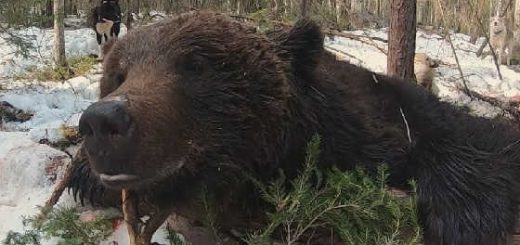 Охота на большого медведя с лайками