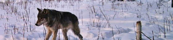 Охота на волка с Белорусским волчатником