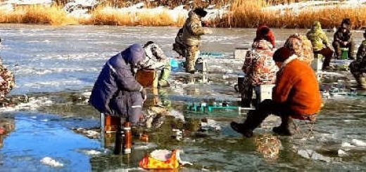 ДИКАЯ ПЛОТВА топит УДОЧКИ В ЛУНКАХ