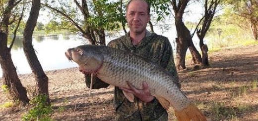 Ловля огромного сазана на зеленого червя