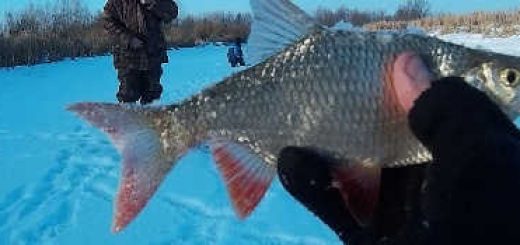 Зимняя Рыбалка на Балансир и Безмотылку