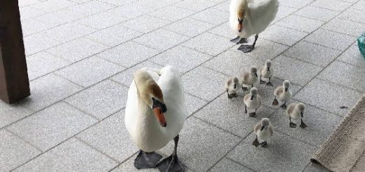 Белый лебедь с женой и детьми пришли в гости