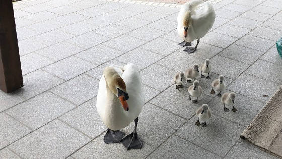 Белый лебедь с женой и детьми пришли в гости