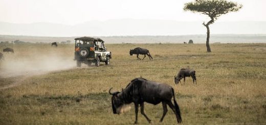 Стихия охоты в Африке