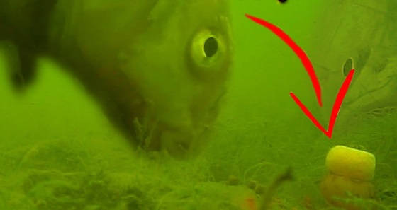 Поведение рыбы в марте подводная съёмка