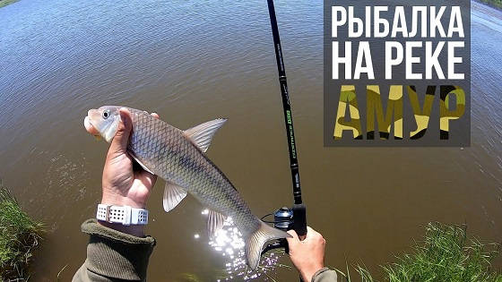 Ловля сазана на быстрой реке Амур