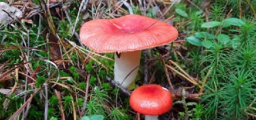 10-ка самых ядовитых грибов