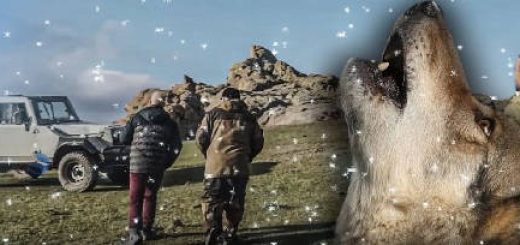 Охота на волка в Дагестане: Выстрел на 240 метров