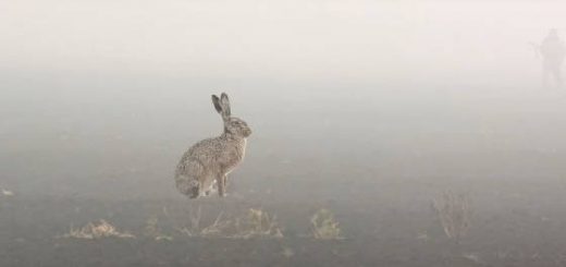 Заяц в тумане и фазаны из-под легавой