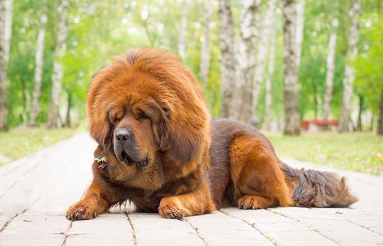 15 САМЫХ ДОРОГИХ СОБАК в МИРЕ
