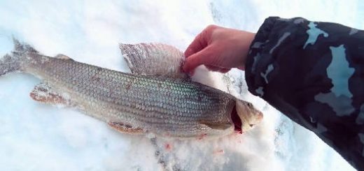 Трофейная Рыбалка на хариуса зимой
