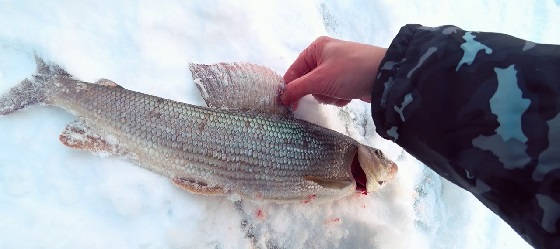Трофейная Рыбалка на хариуса зимой