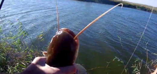Рыбалка в Волго-Ахтубинской пойме